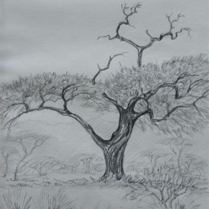 A_D__Camelthorn-1.jpg