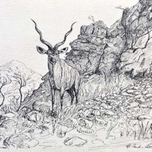 A_D__Kudu-1.jpg