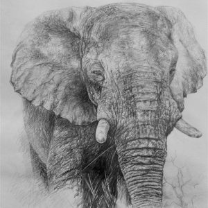 B_M_Elephant.jpg