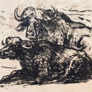 Buffaloes