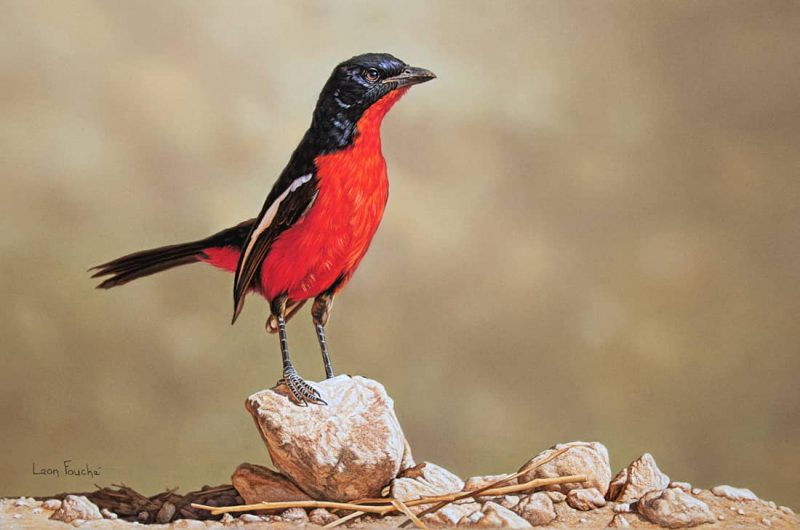 Crimson Breasted Shrike