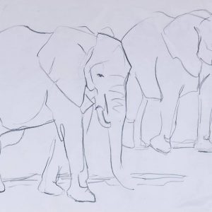 Elephants Charcoal Drawing