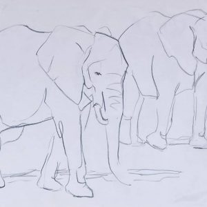 Elephants Charcoal Drawing