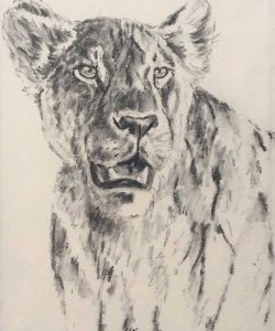 F_A_Lion.jpg
