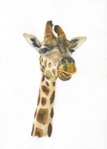 Giraffe-2-2
