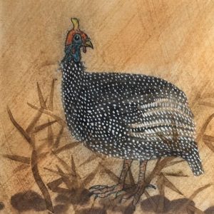 Helmet Guinea Fowl