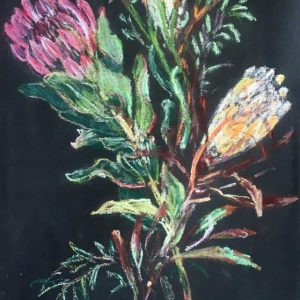 Proteas