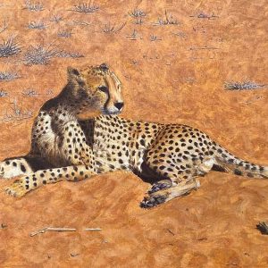 Reclining-Cheetah