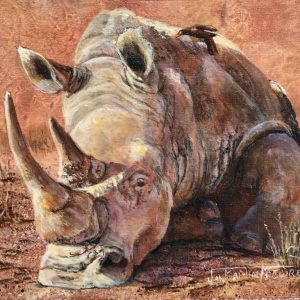 Rhino Pause
