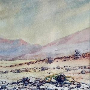 Welwitschia landscape