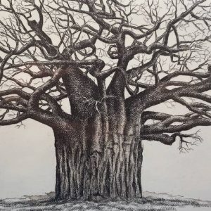 baobab etching