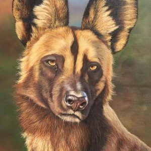 blue wild dog painted wolf wildlife