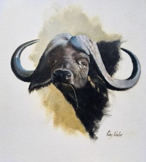 buffaloe wildlife