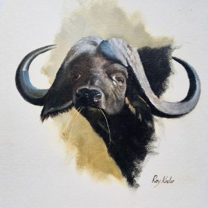 buffaloe wildlife