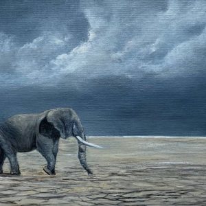 elephant bull wildlife