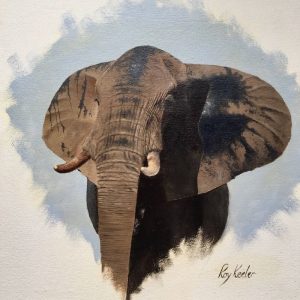 elephant wildlife