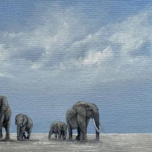 elephants wildlife