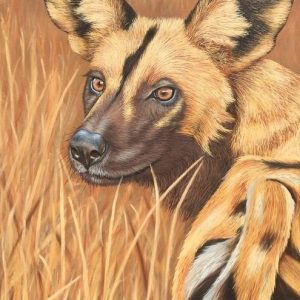 painted wolf wild dog wildlife