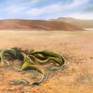 welwitschia namib desert landscape