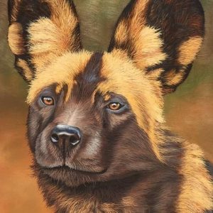 wild dog painted wolf wildlife